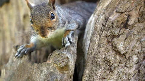 Advierten del riesgo de peste en California tras ser detectada en ardillas