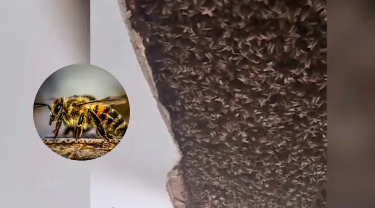 descubren-colonia-abejas-techo-casa-escocia-colmena-video