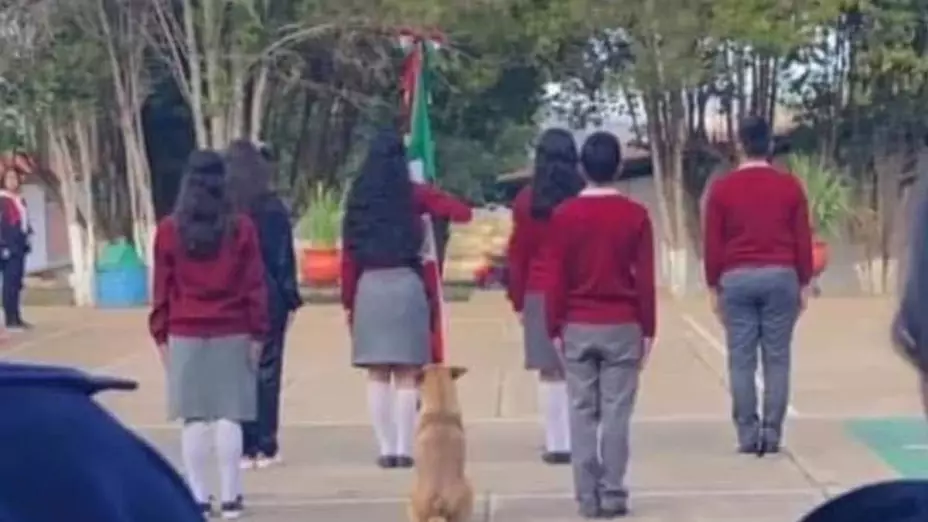 VIDEO_ Escuela adopta a perrito que se volvió viral por marchar con la escolta