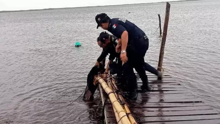 Huracán Milton; Perro fue RESCATADO, había sido amarrado al muelle en Río Lagartos y casi se ahoga