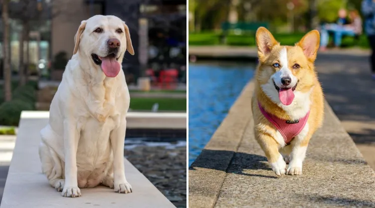 ¿Qué perro eres según tu mes de nacimiento? ¡Descúbrelo Aquí!