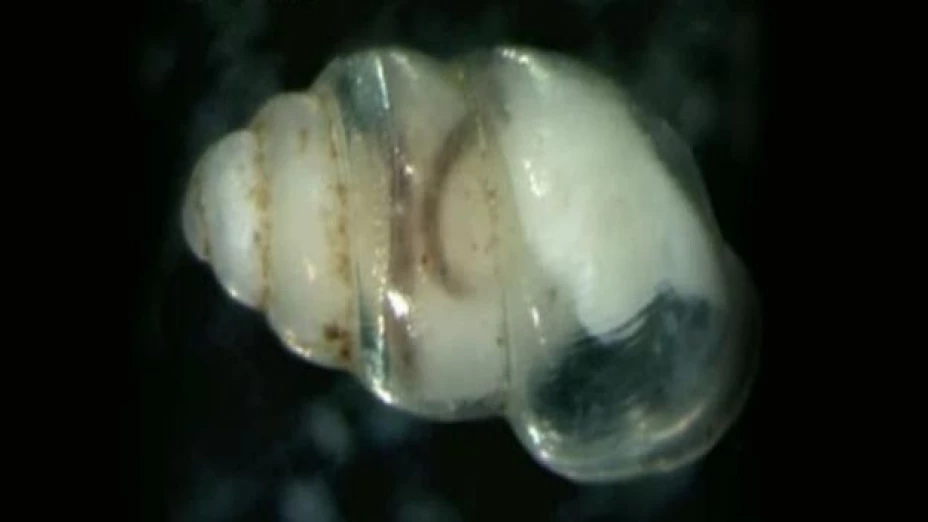 Nueva especia de caracol con concha transparente