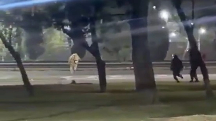 Delincuente-acababa-de-cometer-un-robo-y-al-huir-de-la-policía-fue-atropellado_-VIDEO.webp