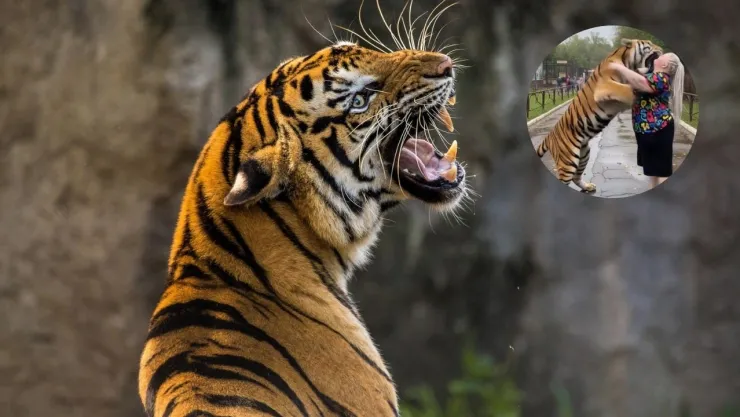 Se hace viral BRUTAL VIDEO de un tigre devorando a una mujer en plena calle ante el grito de testigos, ¿cómo pasó?