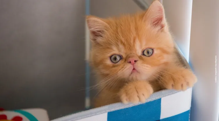 ¿Por qué se dice que los gatos tiene siete vidas?
