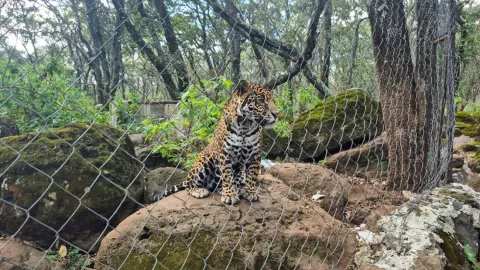 Rescatan a jaguar en peligro de extinción, estaba en un domicilio del Estado de México