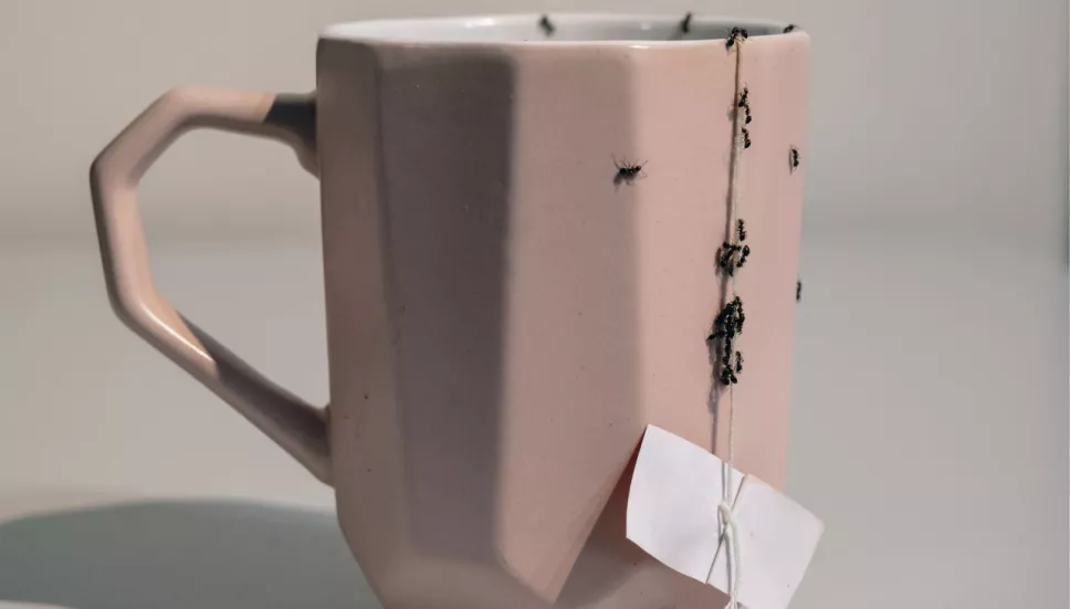 ¿Hormigas en casa? ahúyentalas con este remedio casero