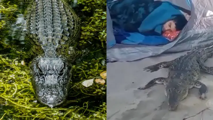¡Digan “cheese”! Cocodrilo sorprende a bañistas en playa de México; posó con un joven dormido