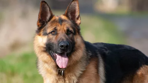 Muere perro policía por golpe de calor