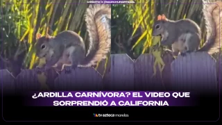 Ardilla carnivora
