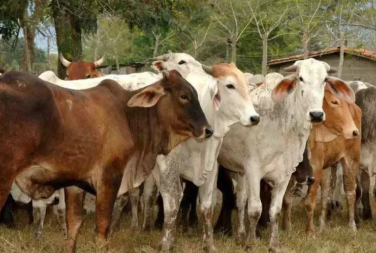 Confirman casos de gusano barrenador en Campeche ¿Qué es y cómo afecta al ganado?