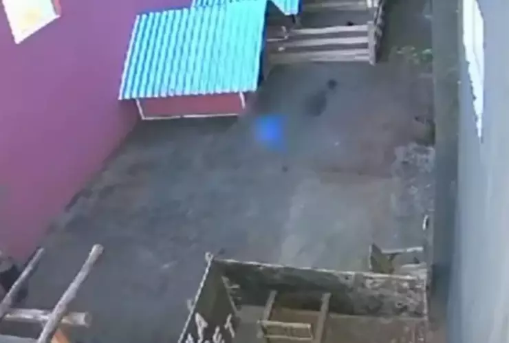 Niño de 9 años mata y mutila a 23 animales