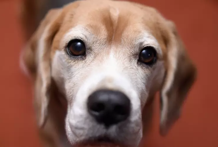 cuanto-cuesta-cremar-a-tu-mascota-2023-mexico-cdmx-incineracion-animalitos