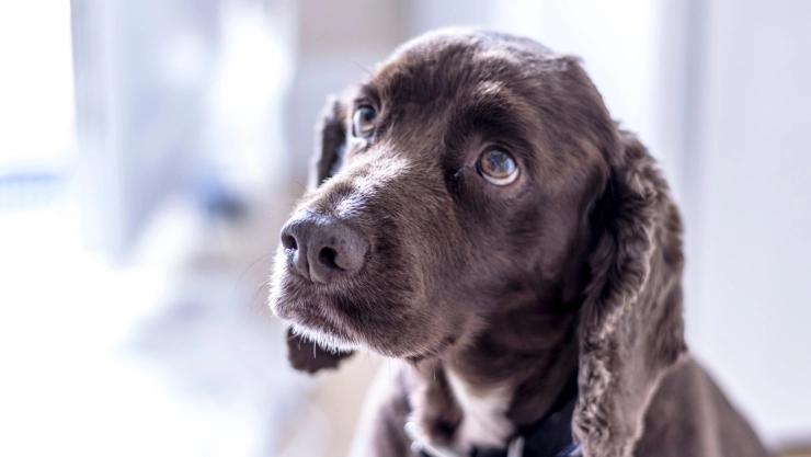 Sancionan a pareja vegana por tener a sus perros desnutridos