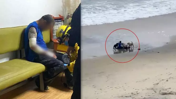 Video ataque de perros callejeros tijuana