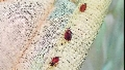 Pesticidas para chinches dañan a algunas personas