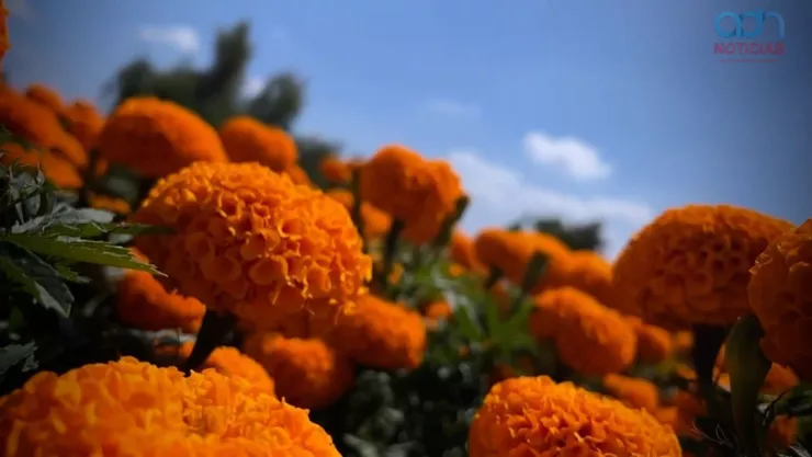 cempasúchil ofrenda.jpg