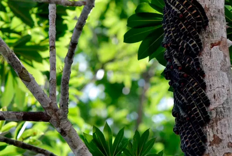 Gusanos zats de Chiapas