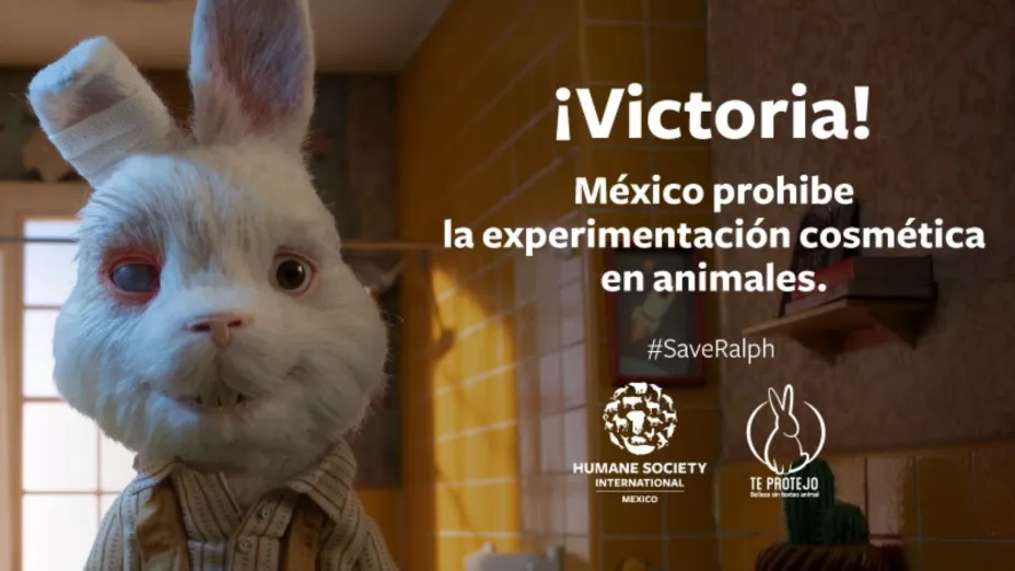 Victoria México prohíbe pruebas cosméticas en animales_HSI México.jpg
