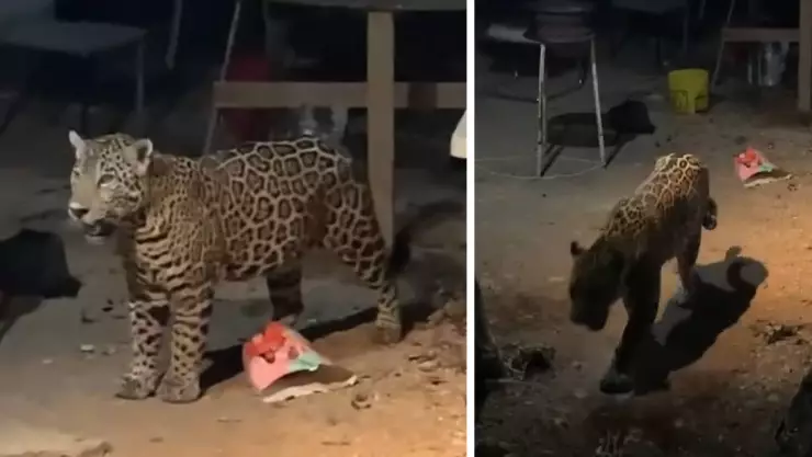 ¡Gatito, gatito! Encuentran a Jaguar en patio de casa de Cancún_ VIDEO.jpg