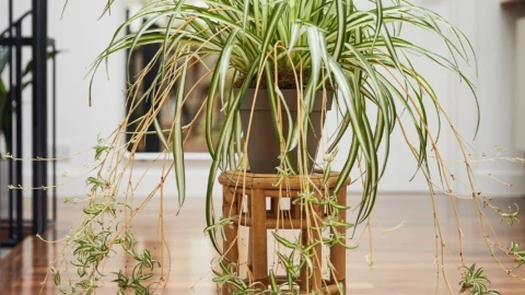 Planta Cinta o Malamadre