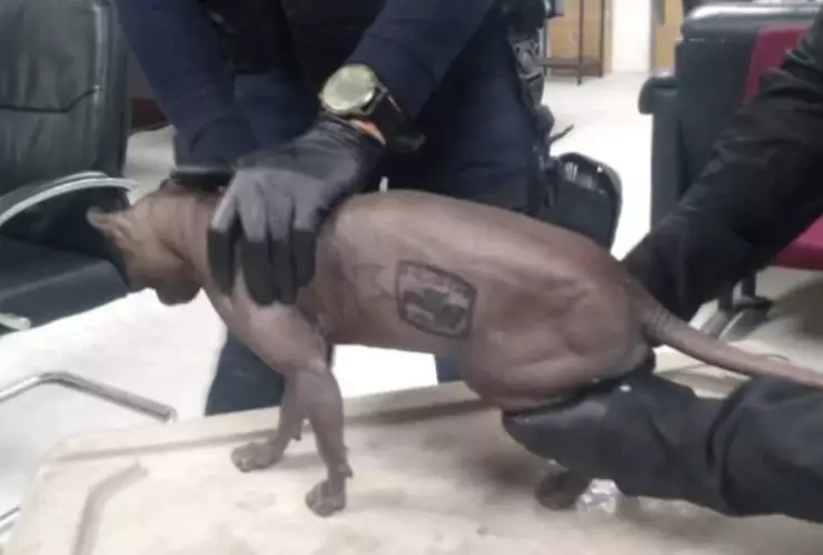 Hallan a un gato egipcio tatuado al interior del penal de Ciudad Juárez donde ocurrió el motín