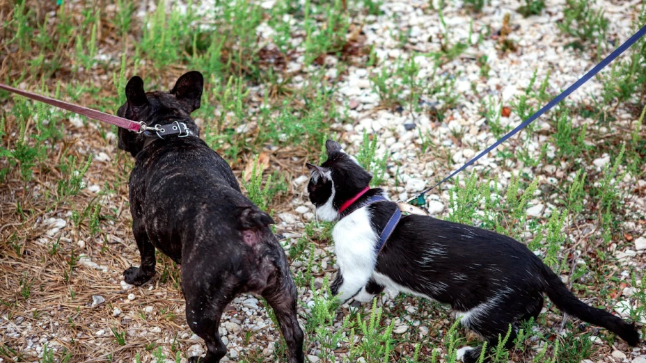 esterilización ciudad juárez