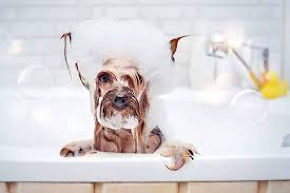 Perro bañado