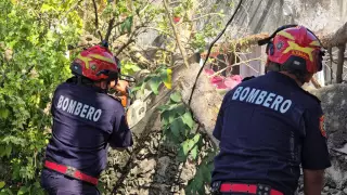 PORTADA caída de árbol en Mérida.jpg