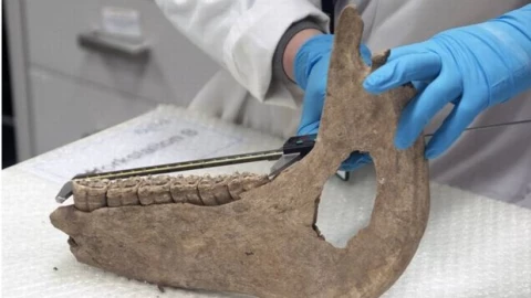 Caballos de batalla, Edad Media, ponis 2.jpg