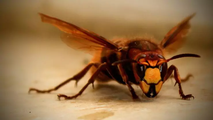 avispón asesino .jpg