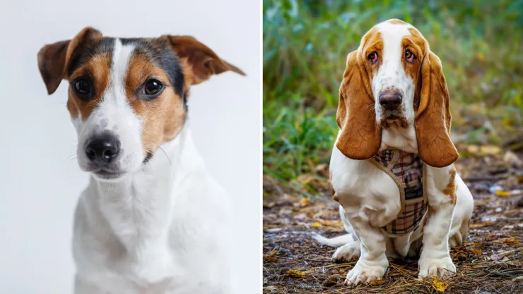 Las 5 razas de perro más difíciles de entrenar, según la IA