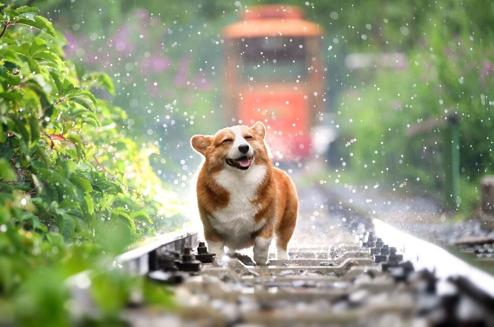 #EsteEsMiPerro, mil y una razones para presumir a nuestro lomito en Internet