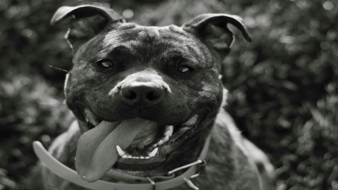 Rescatistas atienden a Pitbull arrastrado por camioneta en Jalisco; caso de maltrato, con nuevo responsable