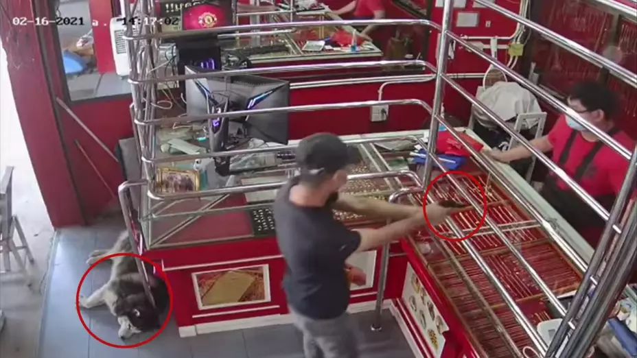 video_perro_tailandia.jpg
