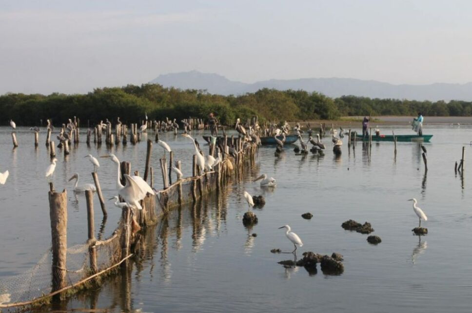 Conoces todas las especies de aves migratorias en México