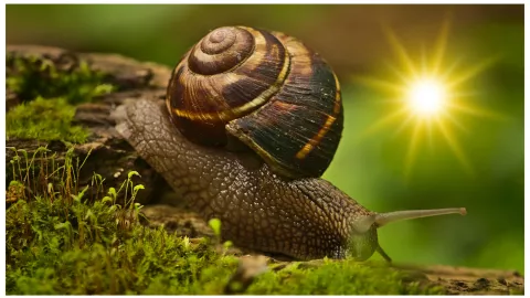 caracoles y babosas significado espiritual