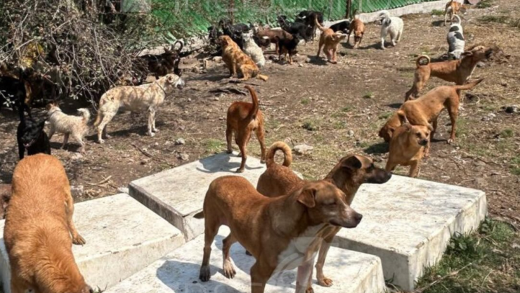 Perritos rescatados del Refugio Franciscano permanecen bajo resguardo en espacios habilitados por el Gobierno de la Ciudad de México