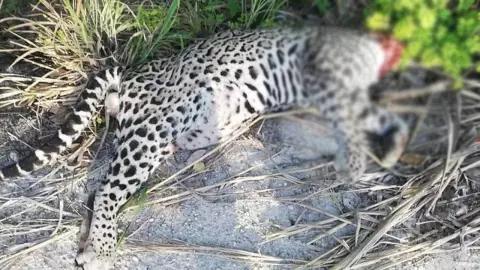 En la carretera aparece un ocelote sin cabeza; fue atropellado