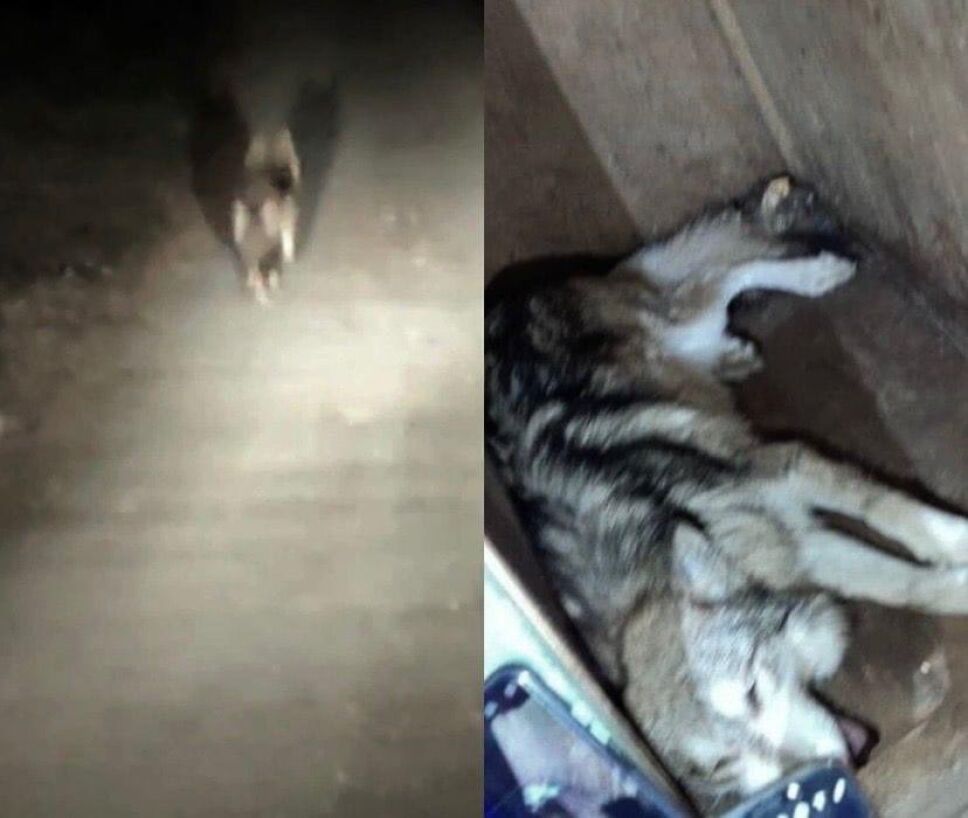 Capturan a lobo gris mexicano que escapó de parque del Edomex