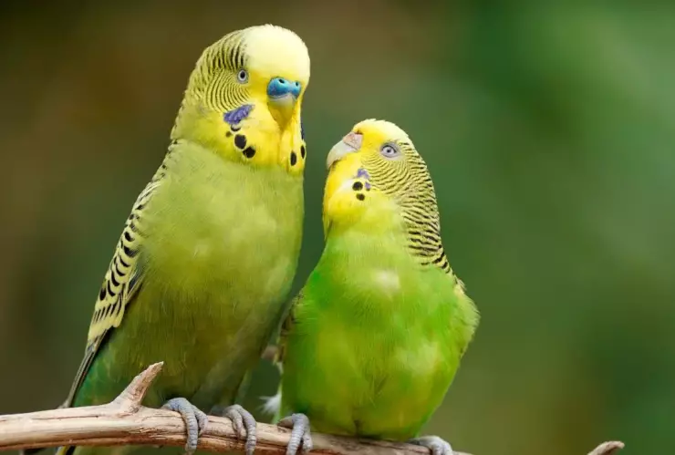 Multa por tener pericos en México