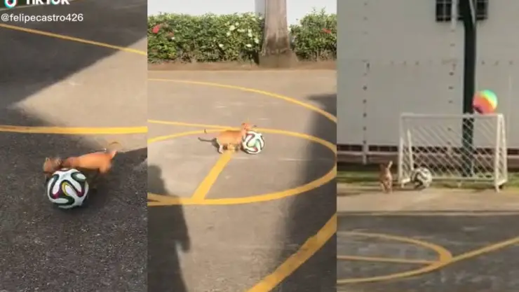 Perrito mete gol