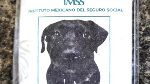 Cuco el perro que trabaja para el IMSS.jpg