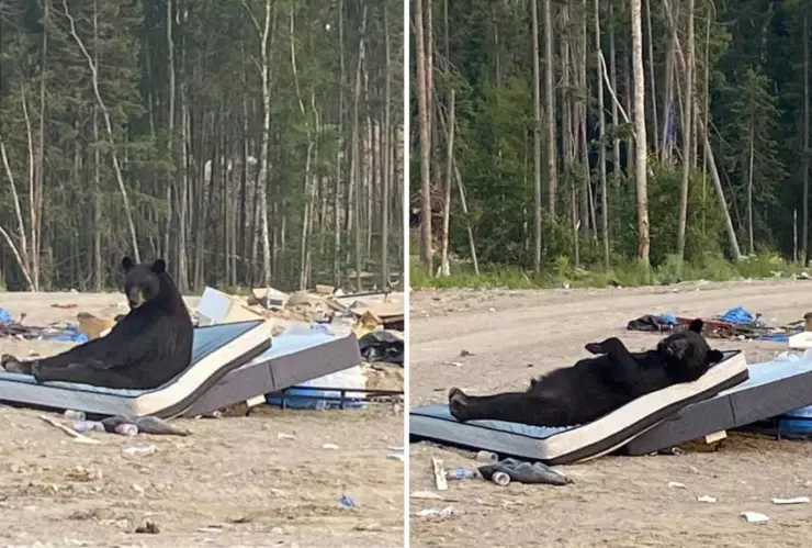 captan a oso negro acostado en colchón en medio del bosque en ontario, canadá.jpg