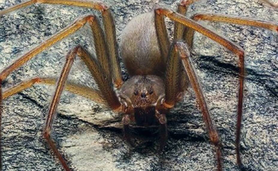 Inicia temporada de araña violinista en México, esto debes saber