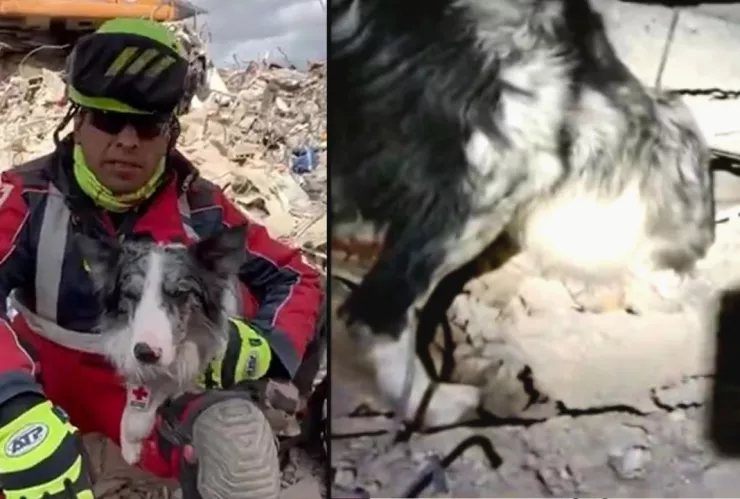 Balam, perro rescatista