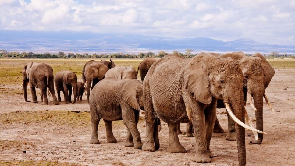 animales, peligro de extinción b.jpg