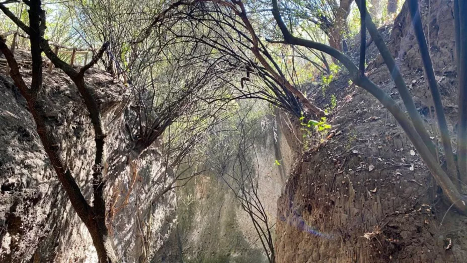 Avanza rehabilitación de barrancas en la tercera sección del Bosque de Chapultepec_sedema.jpeg