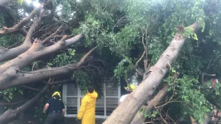 Autoridades acuden a retirar los árboles caídos tras la tormenta