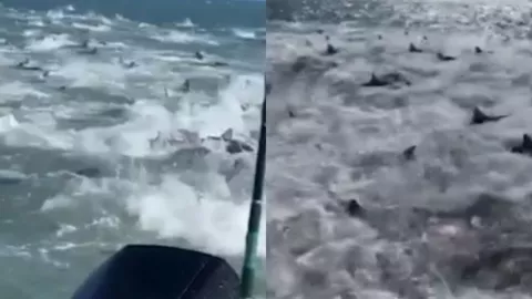 Video de decenas de tiburones rodean a pescadores